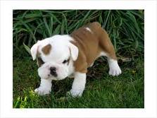 english bulldog for adoption