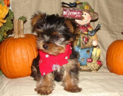 Cute Tiny Yorkie Ready For Free Adoption