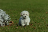 Adorable teacup poodle puppy for adoption!!!!!!!!!!!!!!!!!!!!!!!