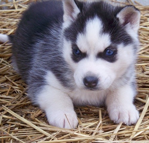 Siberian Husky puppies