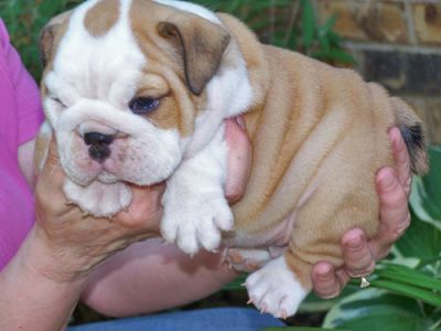 Lovely English bulldog puppies for a new home