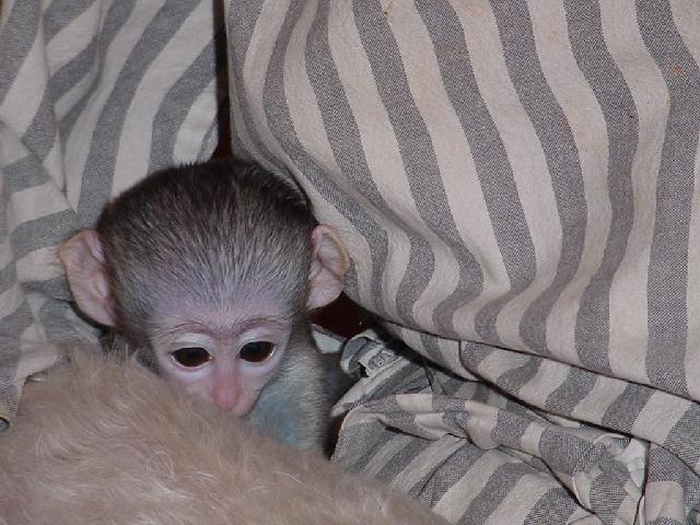 got this cute capuchin  monkey for adoption