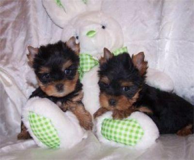 Nice Looking Tea Cup Yorkie  Puppies For Free Adoption.......