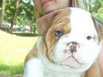 lovely bulldog puppy for free adoption