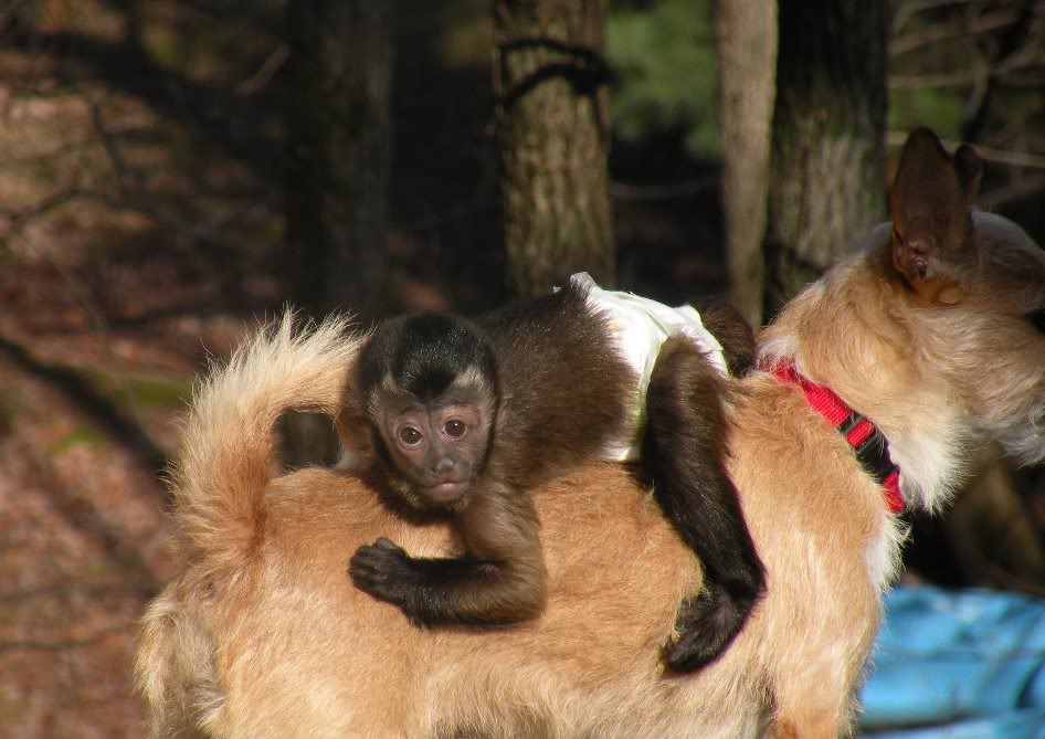 our adorable capuchin monkey for adoption