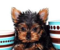 LOVELY MALE AND FEMALE TEACUP YORKIE PUPPIES FOR ADOPTION