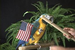 I have a sweet female blue and gold macaw for adoption.