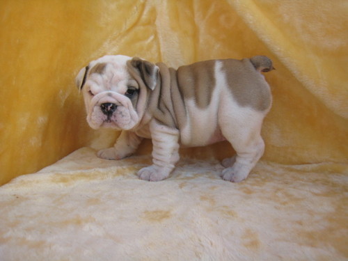 AKC English Bulldog Puppies Available.