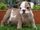 Potty Trained Bulldog Puppies For Adoption