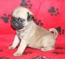 Two Lovely Pug Puppies For Free Adoption