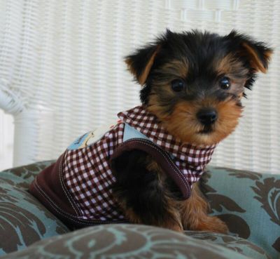 Tea Cup  Yorkie puppies for free adoption.