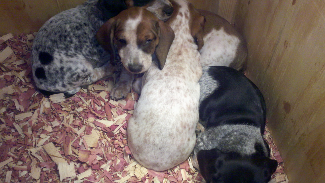 Minature Piebald Dachshunds