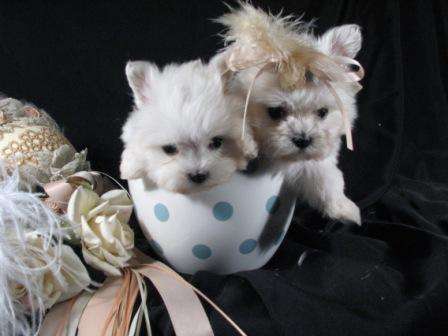 OUTSTANDING TEACUP MALTESE PUPPIES FOR ADOPTION