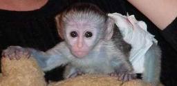 cute baby capuchin monkeys for adoption