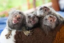 Baby marmoset monkeys for adoption