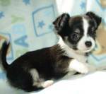 Beautiful Tiny Tea-Cup Chihuahua Puppies free for adoption