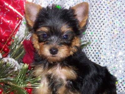 a cute nad lovely yorkie for adoption