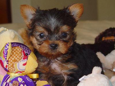 CUTE LOOKING MALE AND FEMALE TEACUP SIZE YORKIE PUPPIES FOR ADOPTION