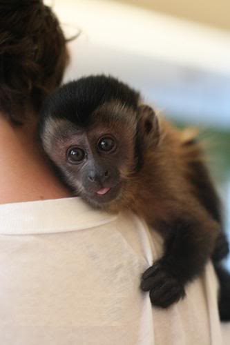 JOYFUL BABY CAPUCHIN MONKEYS FOR RESCUE