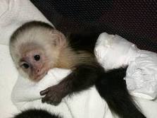 CAPUCHIN MONKEY IN WHITE DRESS FOR ADOPTION