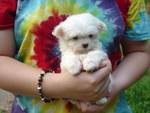 12 weeks male and female Maltese puppies for caring homes