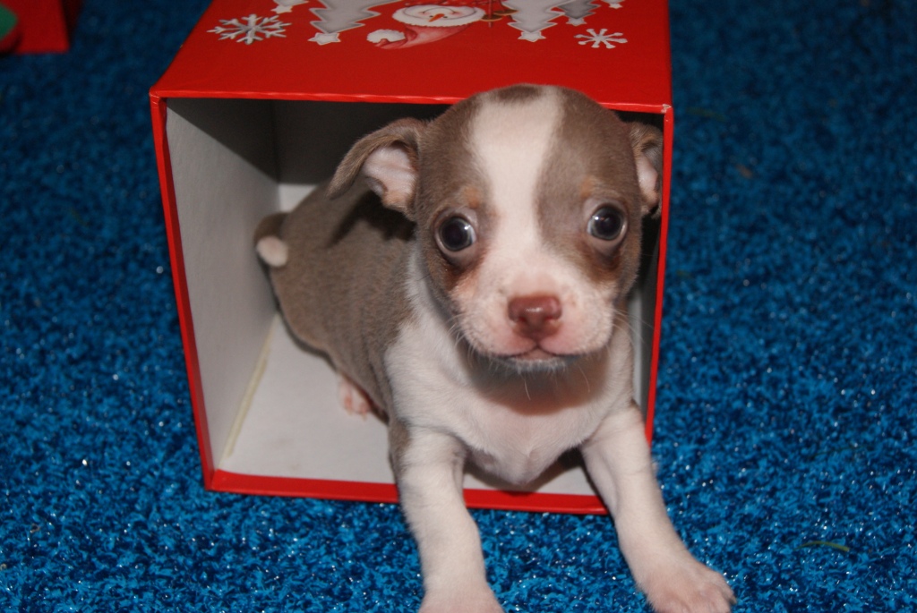 Chihuahua puppies for free homes