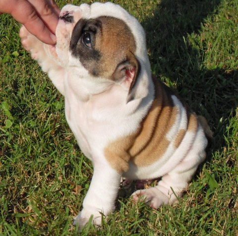 French Bulldog puppies for free