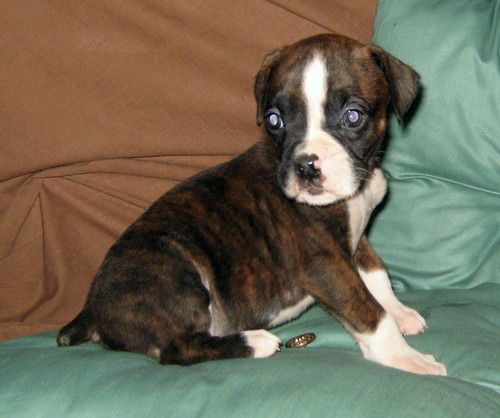 boxer puppies for free good home 100$ only 8 puppies