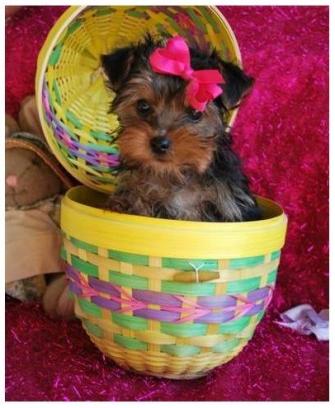 MALE AND FEMALE TEA CUP YORKIES