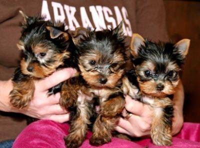 Tea Cup Yorkie Puppies For Free