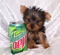 TOP QUALITY TEACUP YORKSHIRE TERRIER PUPPIES READY TO MEET YOU