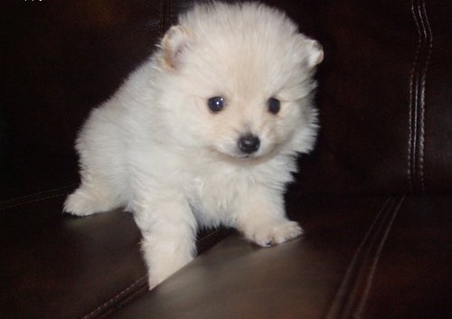 Charminng Pomeranian Puppies Ready to go