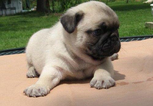 AMAZING PUG PUPPIES RAISED