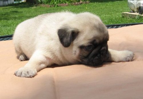 PRETTY AND CUTE BABIES HERE OF PUG PUPPIES WAITING FOR YOU