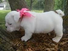 excellent english bulldog puppies for adoption.