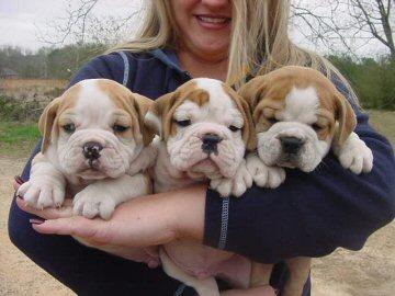 Cute English Bulldog Puppies For Free Adoption