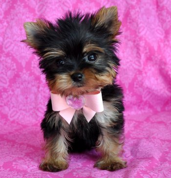 Beautiful Yorkie Puppies for adoption