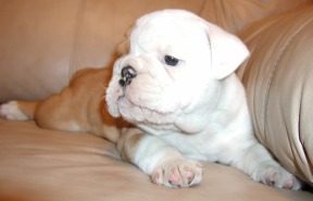 English Bulldog puppies For Adoption