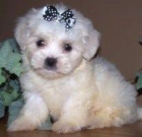 Maltese Puppies for adoption