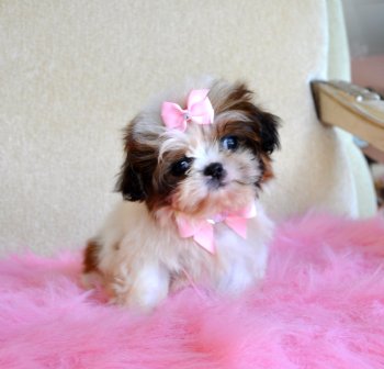 Shihtzu Puppies for adoption