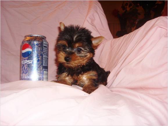 Yorkie Puppies AKC/CKC Reg UTD/Shots 10 Wks Old