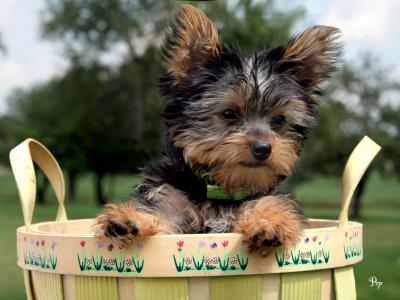 Yorkie Puppies AKC/CKC Reg UTD/Shots 10 Wks Old