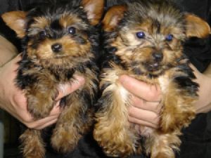 Male and Female Yorkie puppies