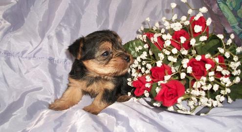 yorkie puppies for adoption