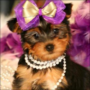 Gorgeous,healthy and vaccinated yorkies puppies for rehoming.