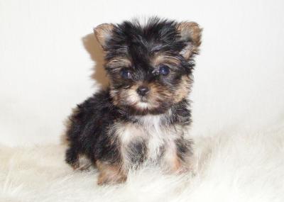 Affectionate Teacup Yorkie Puppies For Adoption