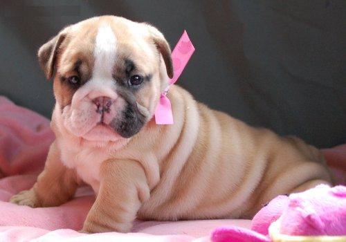 CUTE ENGLISH BULLDOG PUPPIES FOR ADOPTION