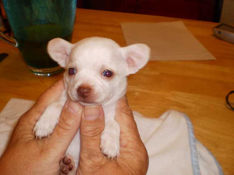 Lazy is lovely white chihuahua