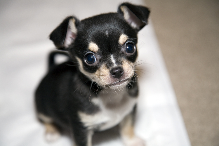 chihuahua puppyfor For Adoption