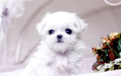 Adorable Maltese Puppies for adoption